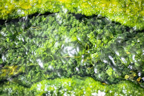 Frische grüne Algen im Wasser – Nahaufnahme